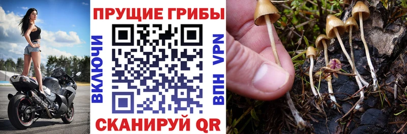 наркотики  гидра зеркало  Псилоцибиновые грибы ЛСД  Лесосибирск 